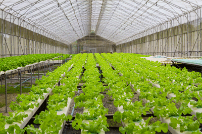 Greenhouse farming
