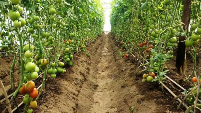 Farming systems in Kenya