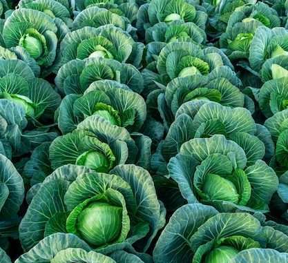 How is cabbage farming in Kenya?
