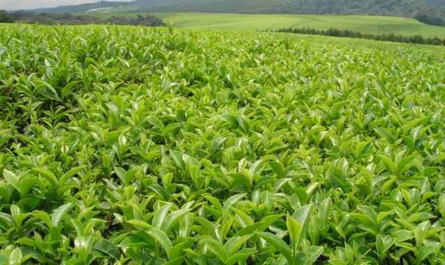 Tea growing in Kenya