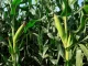 Maize farming in Kenya