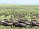 Wildebeest migration at Masai Mara
