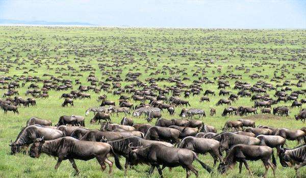 Wildebeest migration at Masai Mara