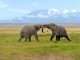 Amboseli National Park.