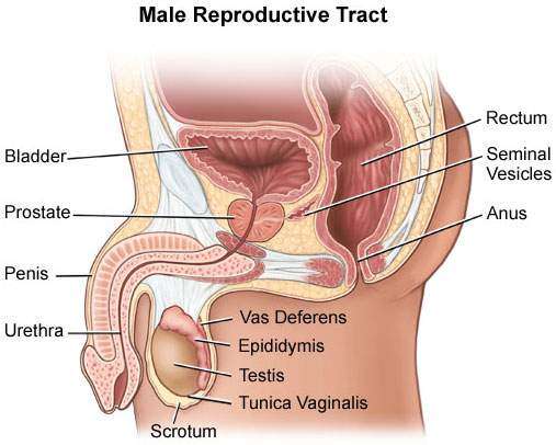 Prostrate cancer in males