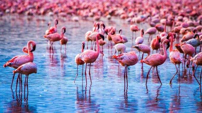 Flamingoes in Lake Nakuru