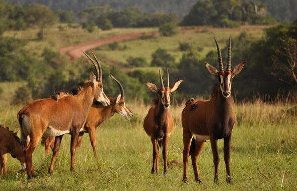 Simba Hills National Reserve