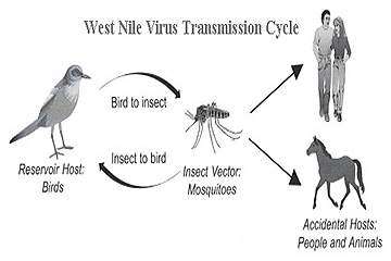 The West Nile virus