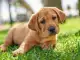 Babesiosis in dogs