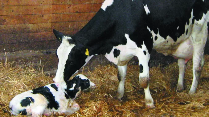 Milk Fever In Animals, Symptoms, Control, and Treatment.