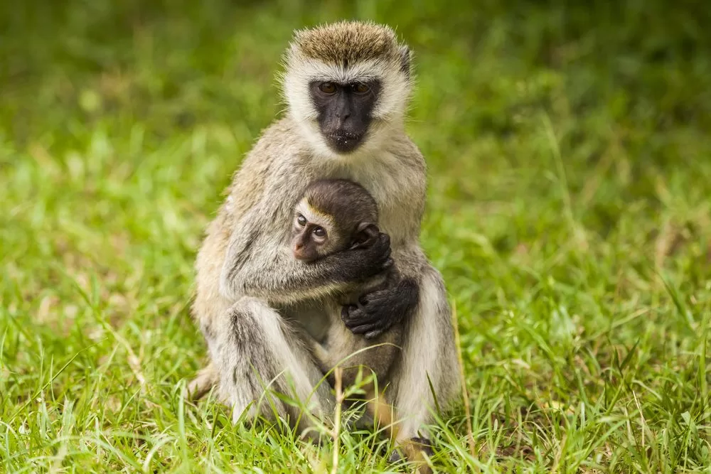 Unique places to visit in Kenya, a Vervet monkey with baby