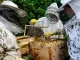 Beekeeping images jpg