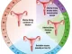 Menstrual cycle jpg
